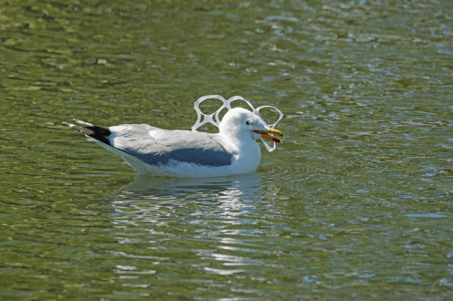 Seagull caught in 6 pack holder