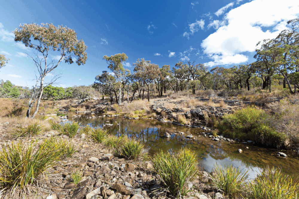 Bushland Background