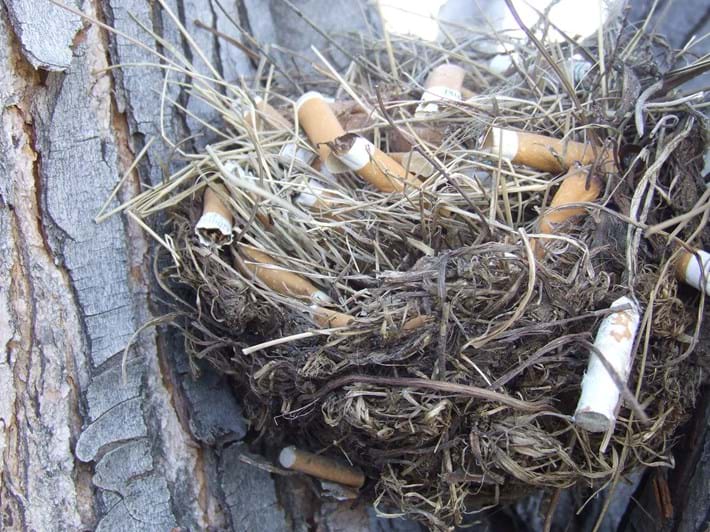 Cigarette butts in birds nest