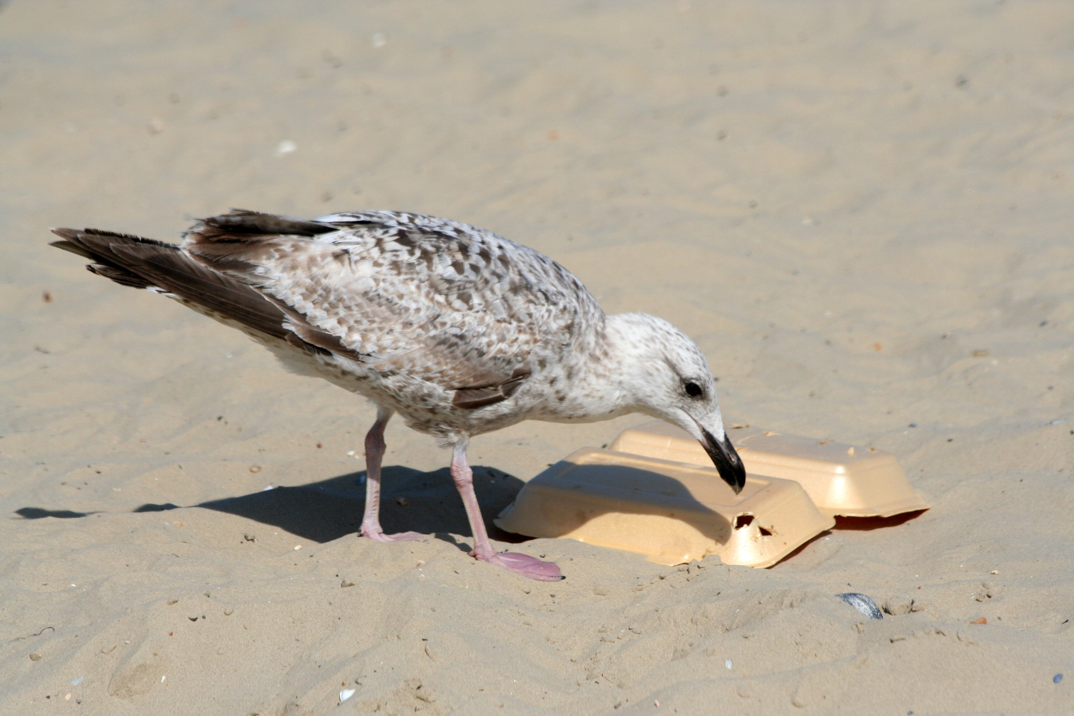 Seagull pecking at takeaway container on beach
