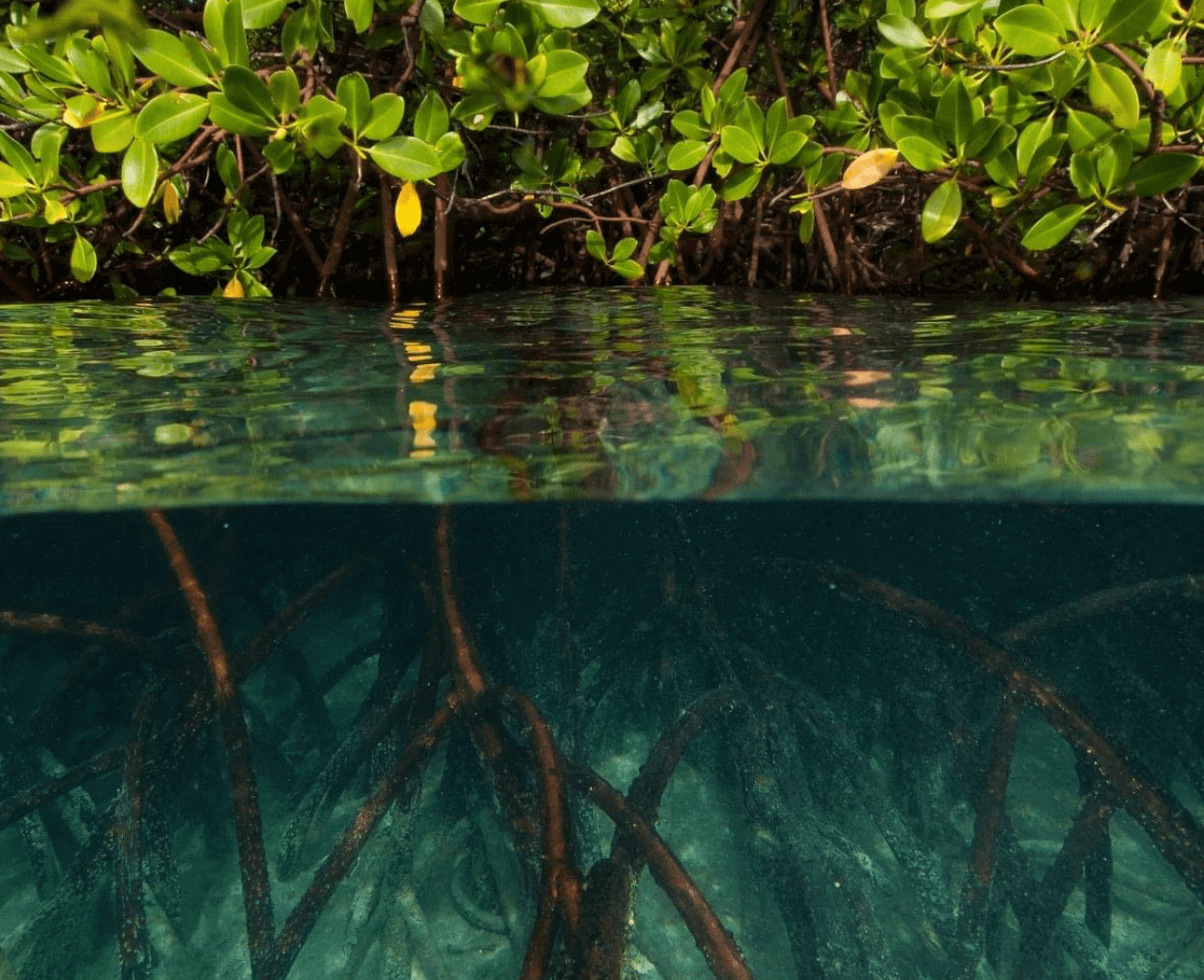 Creek image with underwater mangroves