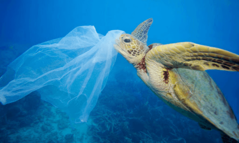 Turtle with plastic bag