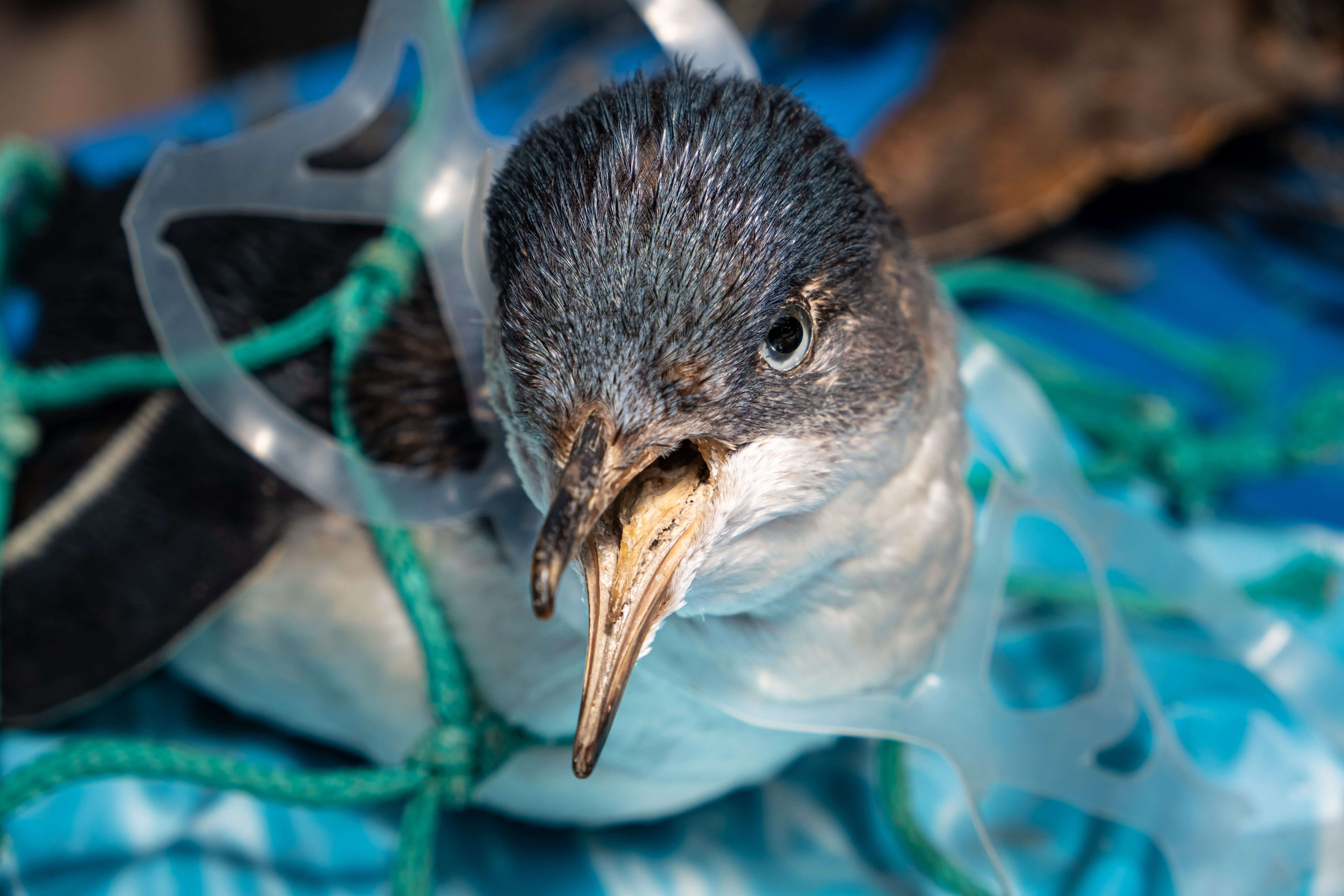 Penguin entangled in plastic 6 pack can holder